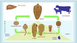 FASCIOLA HEPATICA [upl. by Hahseram557]