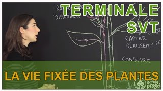 La vie fixée des plantes  Fonction de reproduction  SVT Terminale  Les Bons Profs [upl. by Fortin]