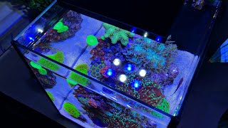 ALL MY CORALS 10 Gallon Nano Reef Tank [upl. by Trellas]