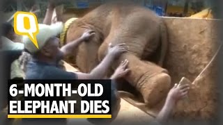 The Quint SixMonthOld Elephant in Coimbatore Dies Due to an Illness [upl. by Sloatman]