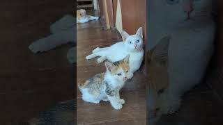 Calico Kitten and Albino Siamese cat Chilling out catvideos kittcatlovers [upl. by Stephanie464]