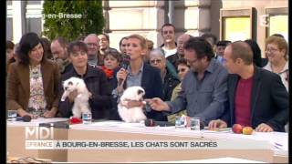 Les Sacrés de Birmanie du MAS LA FONTAINE sur France 3 BIRMANS cats on French TVmpg [upl. by Rraval944]