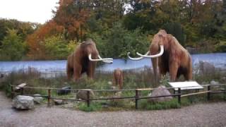 Tilbage til istiden Zoo Aalborg [upl. by Aryek883]