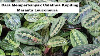 Cara Mudah Memperbanyak Calathea Kepiting  Calathea Maranta Leuconeura Propagation [upl. by Constantia]