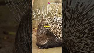 Porcupine Natures Quill Warrior shortsanimals [upl. by Akers]