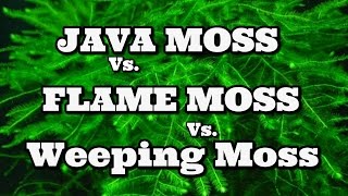 Java Moss Vs Flame Moss Vs Weeping Moss [upl. by Annoirb]