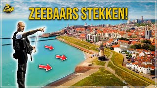 ZEEBAARS IN ZEELAND  Tips Tricks en Stekken [upl. by Affra521]