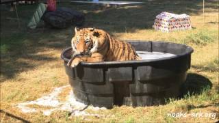 Shere Khan tiger in water tub during the BLTs birthday bash  Noahs Ark Animal Sanctuary [upl. by Llerroj]