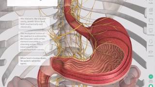 The GastroIntestinal Tract  Complete Anatomy [upl. by Asilet]