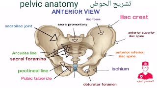 الحوض  Pelvis [upl. by Levi]