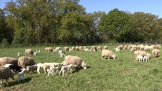 Lélevage des moutons à la Bergerie nationale [upl. by Natanoj178]