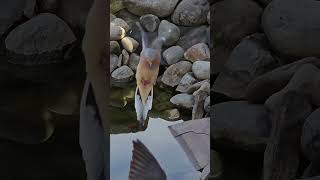 Mourning Dove Landing 💙 dove bird mourningdove dovelanding shorts wildlife animals [upl. by Rempe]