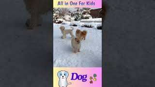 Can You Guess This Animal  Animal Sounds  Dog Sound   ALLINONE FOR KIDS [upl. by Amandie827]