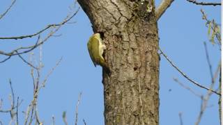 Vroege Vogels  Groene specht verjaagt spreeuw [upl. by Llertnac]