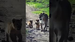 CUTE Four Tiny Lion Cubs From River Pride Enjoy Their First Adventure Maasai Mara [upl. by Loughlin70]