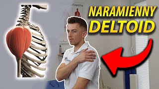 MIĘSIEŃ NARAMIENNY  DELTOID  ANATOMIA DLA WSZYSTKICH 1 anatomiadlawszystkich [upl. by Etheline]