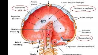 Diaphragm and Mechanism of Respiration  Dr Ahmed Farid [upl. by Baese61]