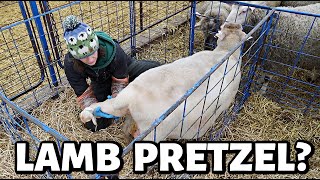 A thief a foster and a LAMB PRETZEL winter lambing just got interesting  Vlog 739 [upl. by Nnylkcaj]