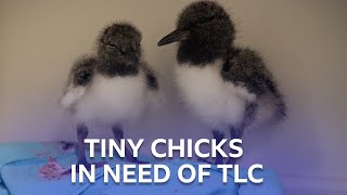 Injured Oystercatcher Chicks In Need Of TLC  Born To Be Wild [upl. by Ailedua148]