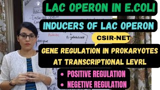 Lac Operon in Ecoli  Inducers of Lac Operon Gene Regulation in Prokaryotes at transcription level [upl. by Jourdain864]