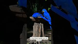 🦜✨ Meet the Majestic Hyacinth Macaw – The World’s Largest Flying Parrot ✨🦜 [upl. by Lebaron]