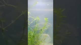 live plant in my aquarium aquarium aquariumplant [upl. by Everest526]