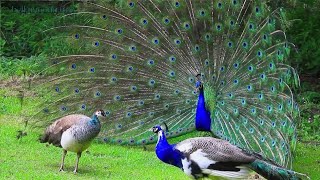 Peacock sounds videobirds videoपक्षी वीडियोbirds parrot [upl. by Lew842]