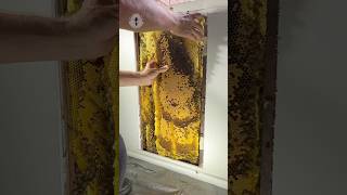 Slabs of GOLD Mining the hive beehive beeremoval savethebees [upl. by Pandolfi]