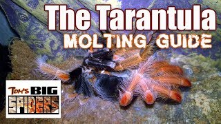 Tarantula Molting Guide  Signs of Premolt [upl. by Latisha135]