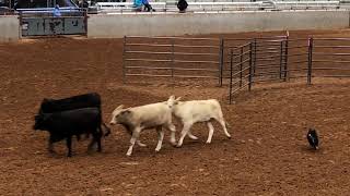 Hootie ASCA Nationals Cattle 2023 [upl. by Legge57]