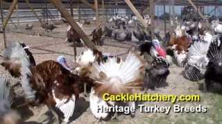 Heritage Turkey Breeds  Cackle Hatchery [upl. by Petulia]