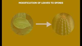 Leaf Modifications in Plants Spines Tendrils Phyllode Traps  Plant Adaptations Explained [upl. by Reppart]