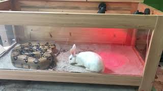 Boa Constrictor attack rabbit feeding live feeding [upl. by Adnuhsar]