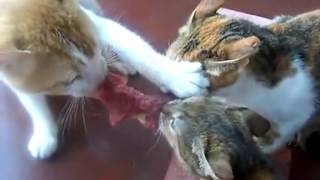 三匹の猫が肉の奪い合い funny cat videos [upl. by Nnyleahs]