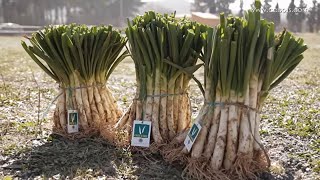 Calçots  Cómo hacer una calçotada con parrilla [upl. by Harrell]