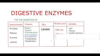 DIGESTIVE ENZYMES TO MEMORISE BY SRIKANTH SIR [upl. by Terryl]