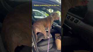 pitbull4everrr vetvisit dogsreaction funnyviral funnyshort miamibeach [upl. by Asertal]