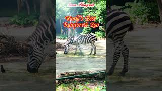 Ultimate Singapore Zoo Wildlife Encounters Highlights At World Best Rainforest Zoo [upl. by Abell]