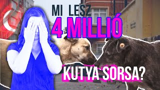 Mi lesz 4 millió kutya sorsa Törökországban [upl. by Deehahs]