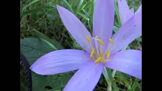 Colchicum autumnale Batigne Pierre Vidéo 356  2013 [upl. by Niveg425]