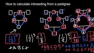 How to calculate inbreeding from a pedigree chart [upl. by Hadrian]