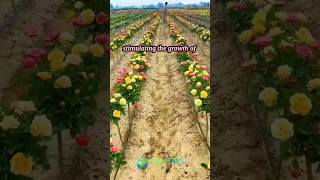 Grow a Fuller Blooming Rose Plant with Pruning [upl. by Nor]