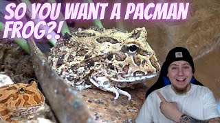 Pacman Frog Care Guide And Facts So You Want A Pacman Frog [upl. by Suicul]