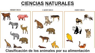 Ciencias B2T1 Clasificación de los animales por su alimentación [upl. by Oivat316]