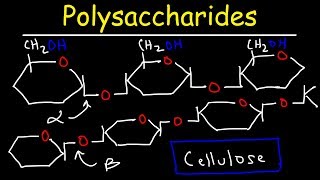 Polysaccharides  Starch Amylose Amylopectin Glycogen amp Cellulose  Carbohydrates [upl. by Savior]