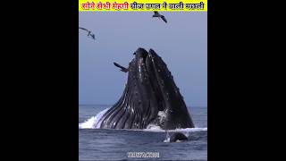 सोने सेभी ज्यादा महेगी चीज उगल ने वाली मछली।। sperm whale।। shorts whale sea Ambergris [upl. by Malda181]