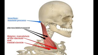 Two Minutes of Anatomy Sternocleidomastoid SCM Muscle [upl. by Atisor]