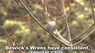 Bewicks Wren [upl. by Illak]