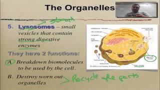 Chapter 7 Part 6 Golgi Lysosomes amp Vacuoles [upl. by Romalda870]