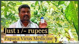 PAPAYA  Papaya Virus Treatment  Solution for Leaf Curl Yellow Mosaic Bunchy TopRingspot Virus [upl. by Niehaus]